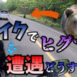 【危険】北海道ソロツーリング中に、野生のヒグマと遭遇した 【北海道ツーリングvol.2】