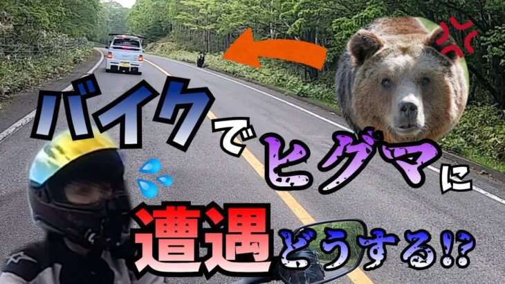【危険】北海道ソロツーリング中に、野生のヒグマと遭遇した 【北海道ツーリングvol.2】